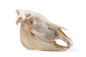 Image description is not available for 1997.1.12